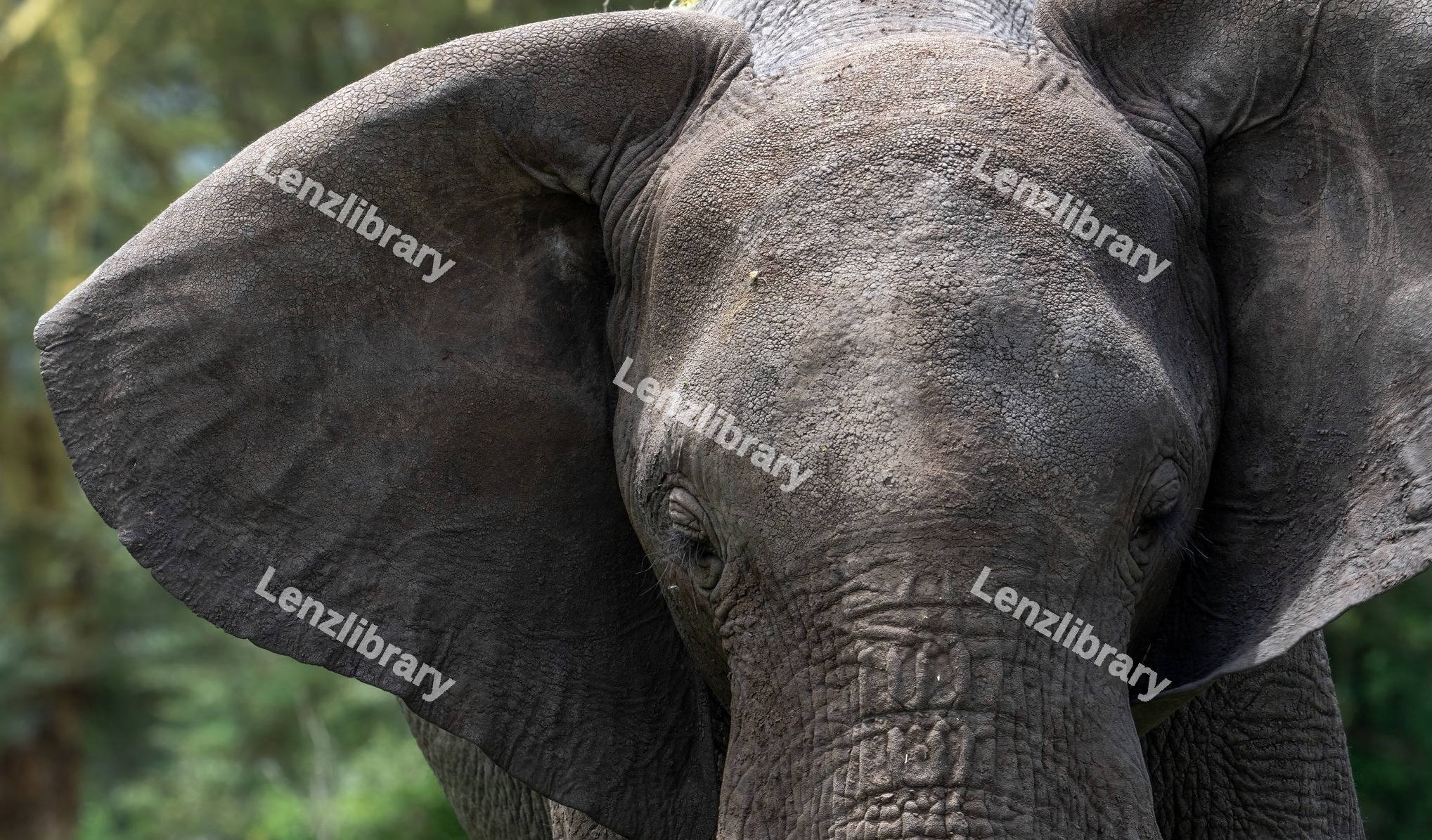 African bush Elephant